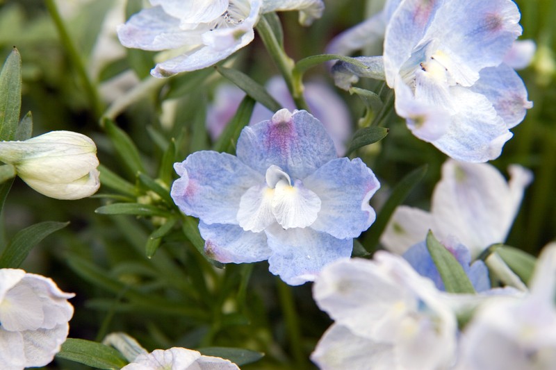 Siberian Larkspur photo 3