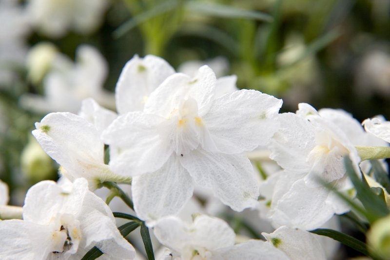 Siberian Larkspur photo 5