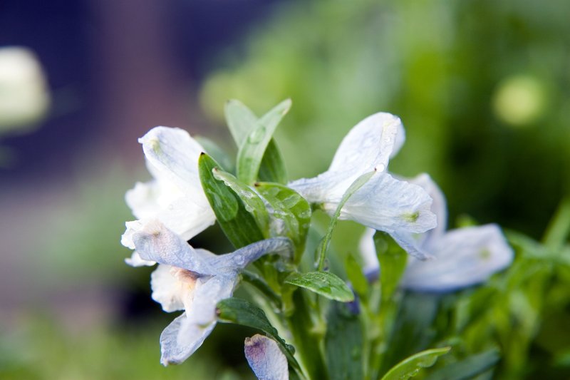 Siberian Larkspur photo 6