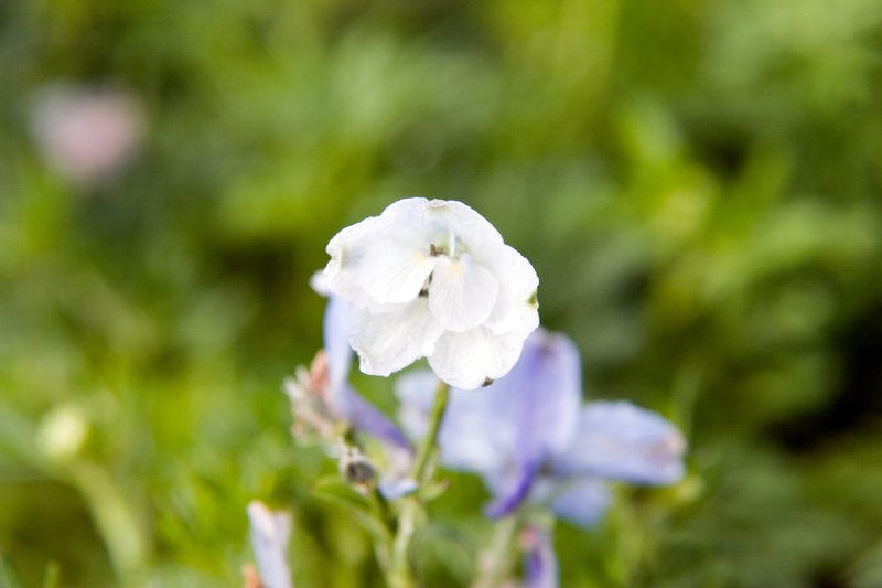 Siberian Larkspur photo 7
