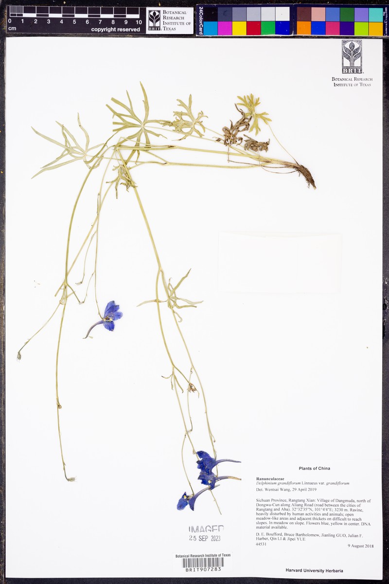 Delphinium grandiflorum var. grandiflorum