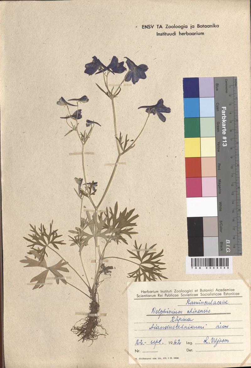Delphinium grandiflorum var. grandiflorum photo 3