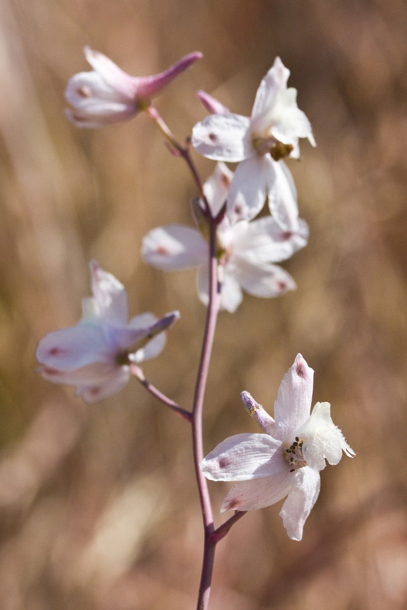Pinoche Creek Larkspur