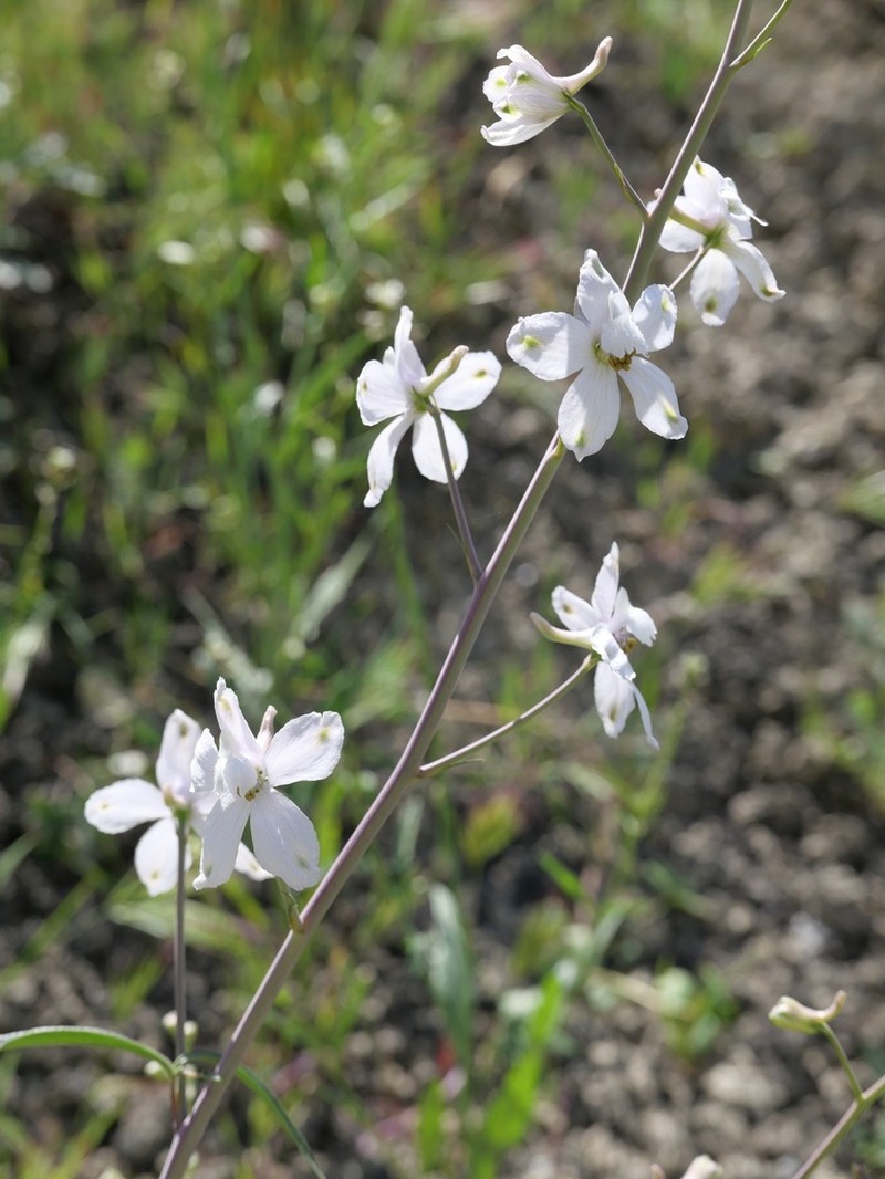 Pinoche Creek Larkspur photo 2