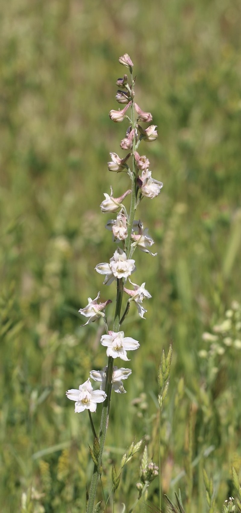 Pinoche Creek Larkspur photo 3