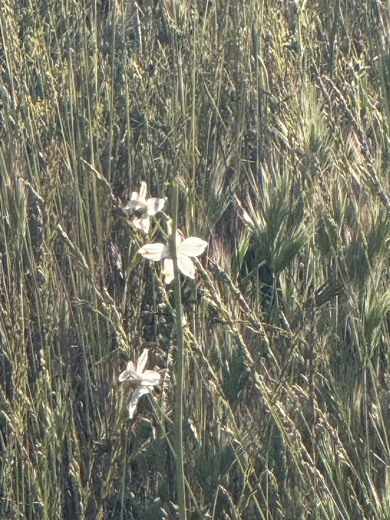 Pinoche Creek Larkspur photo 4