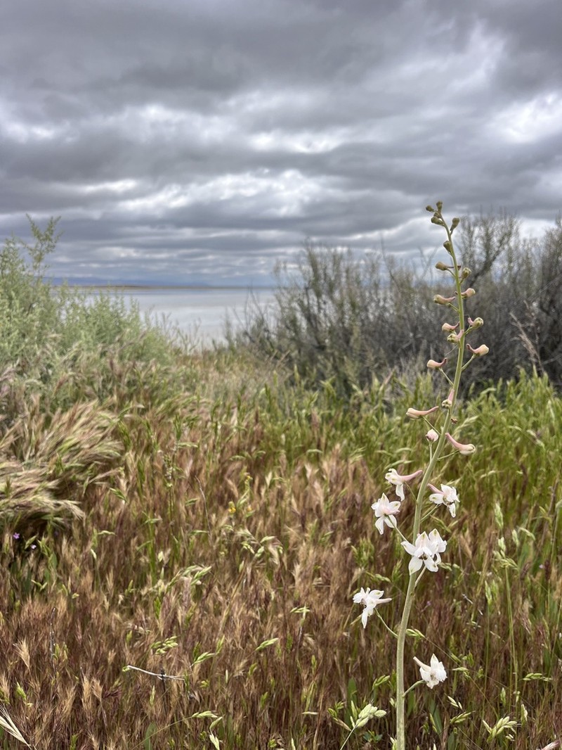 Pinoche Creek Larkspur photo 5