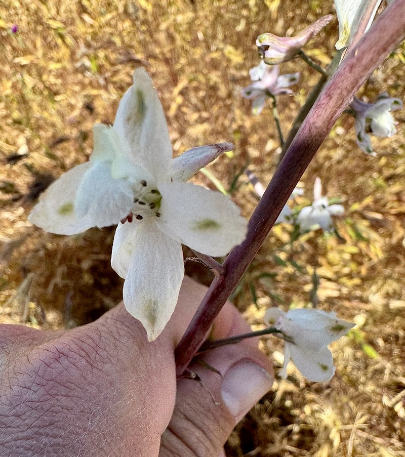 Pinoche Creek Larkspur photo 6
