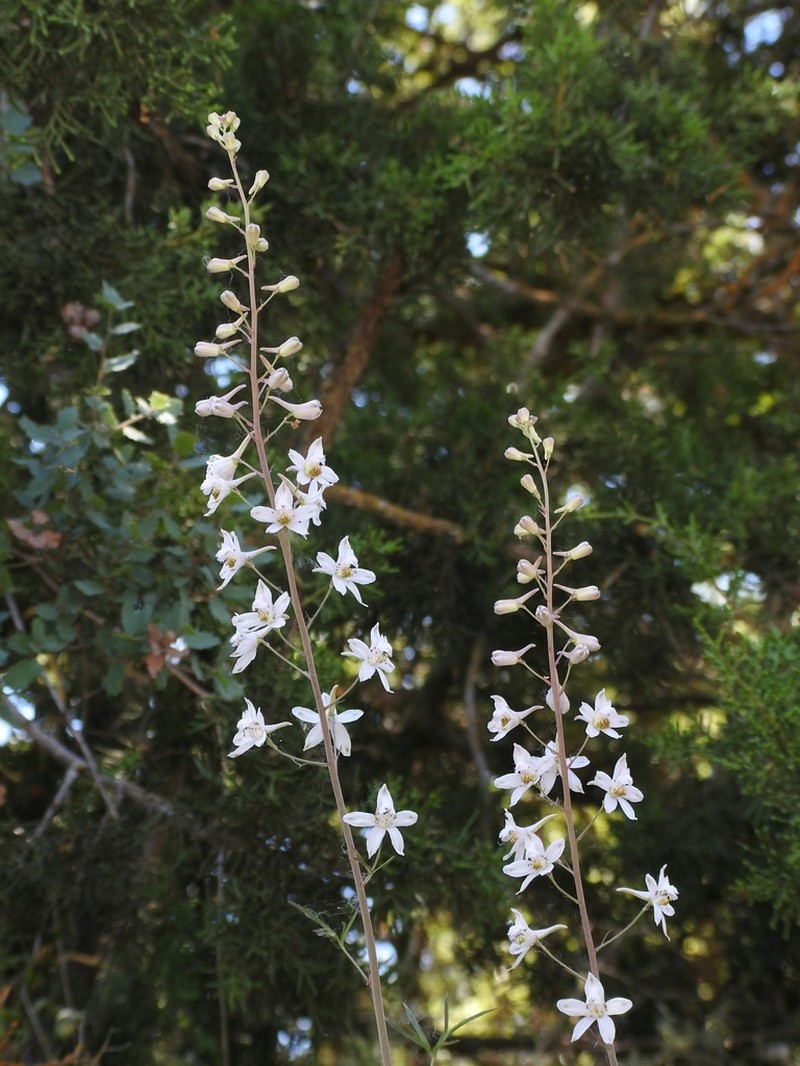 Pinoche Creek Larkspur photo 7