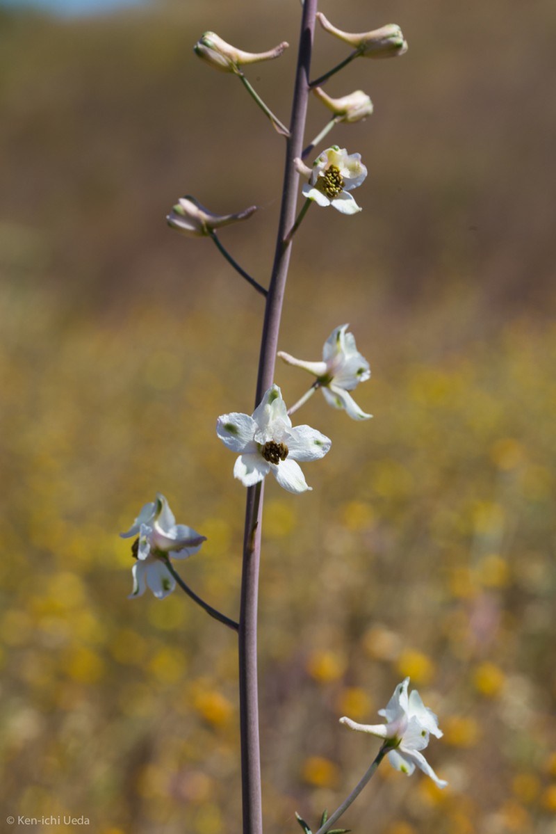 Pinoche Creek Larkspur photo 8