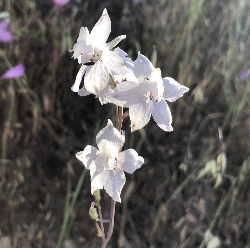 Delphinium gypsophilum subsp. gypsophilum photo 3