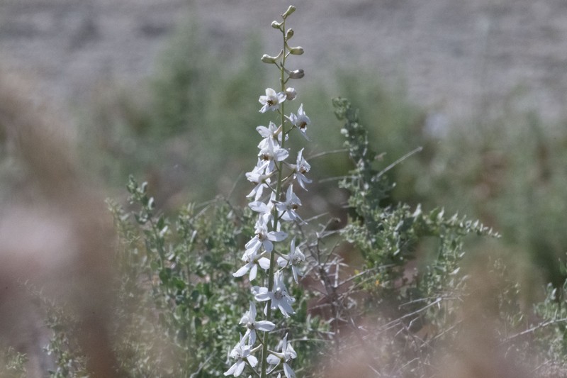 Delphinium gypsophilum subsp. gypsophilum photo 5