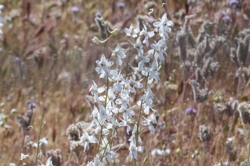 Delphinium gypsophilum subsp. gypsophilum photo 6