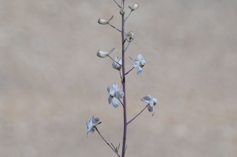 Delphinium gypsophilum subsp. gypsophilum photo 7