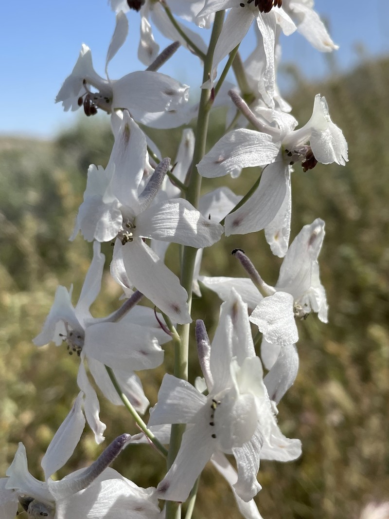 Delphinium gypsophilum subsp. gypsophilum photo 8