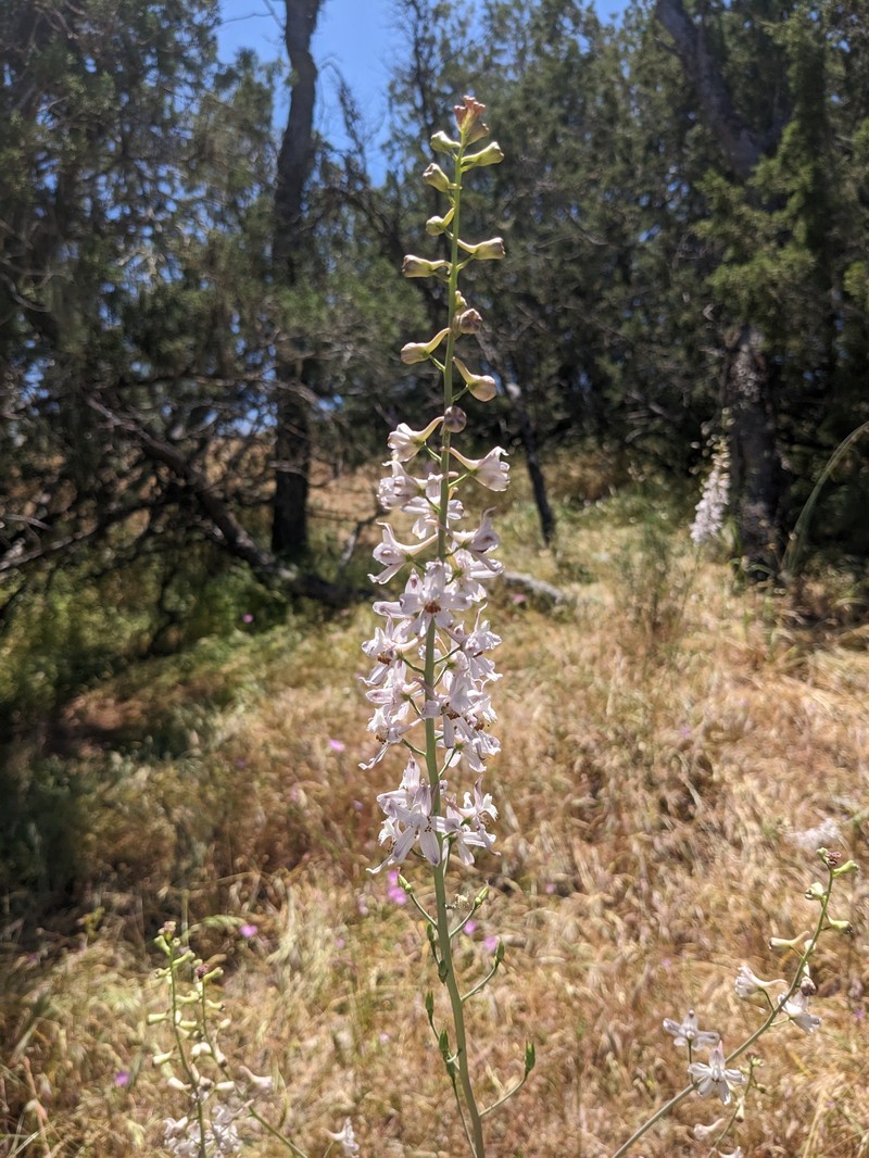 Delphinium gypsophilum subsp. parviflorum