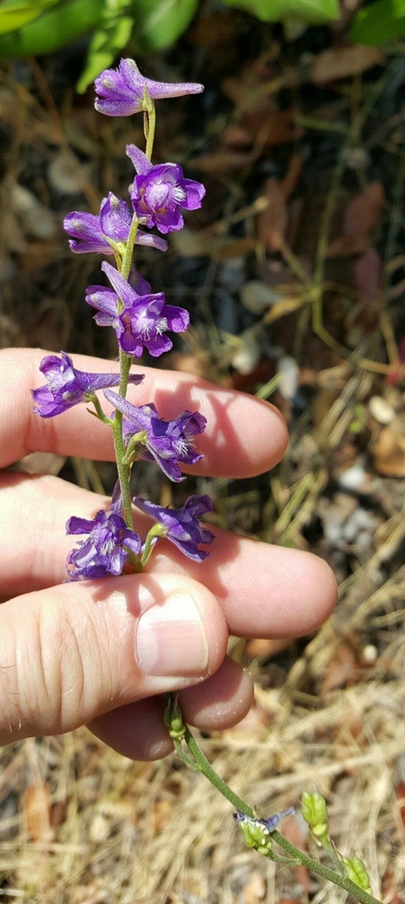 Eldorado Larkspur