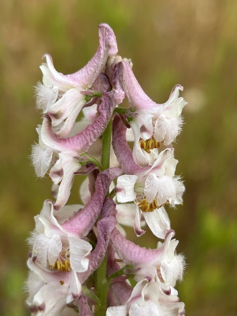 Eldorado Larkspur photo 2