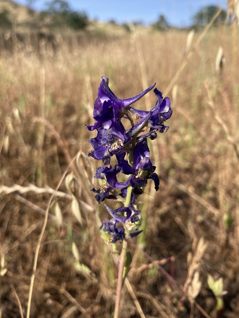 Eldorado Larkspur photo 3