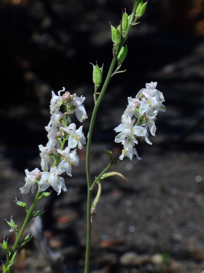 Eldorado Larkspur photo 4