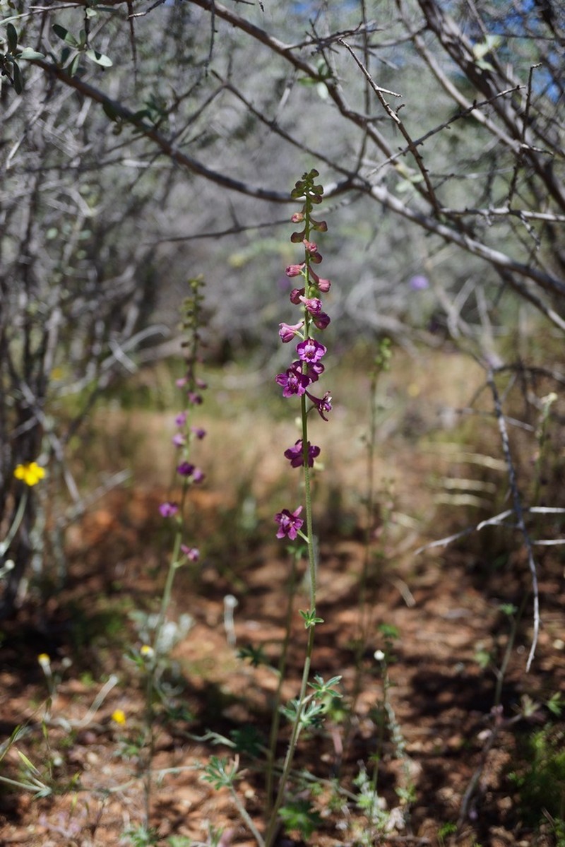 Eldorado Larkspur photo 6