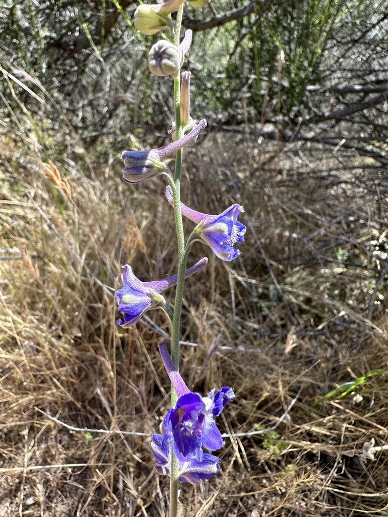 Eldorado Larkspur photo 7