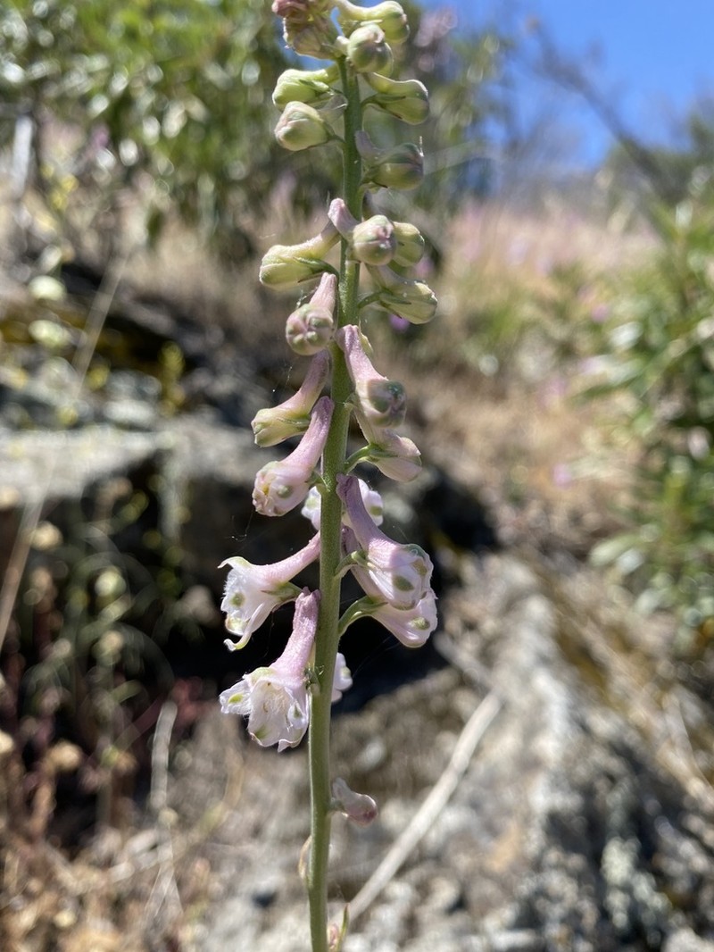 Eldorado Larkspur photo 8
