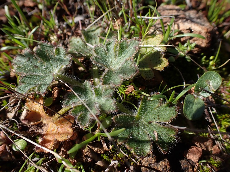 Delphinium hansenii subsp. ewanianum