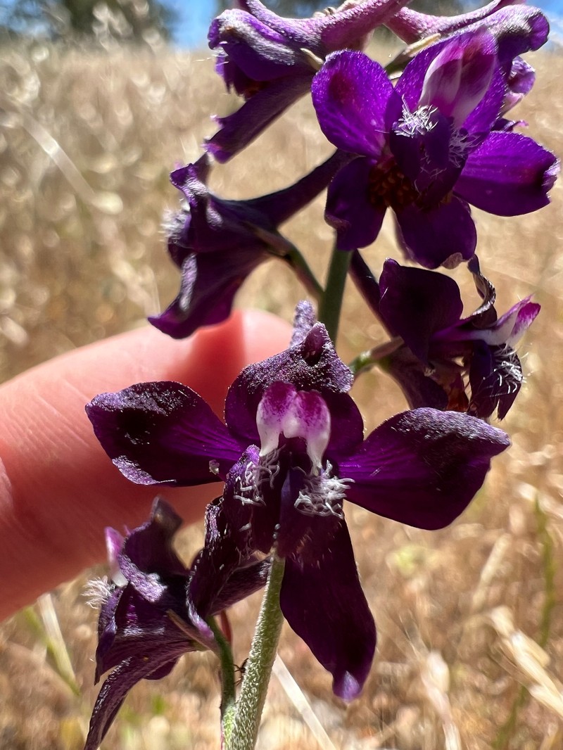 Delphinium hansenii subsp. ewanianum photo 2