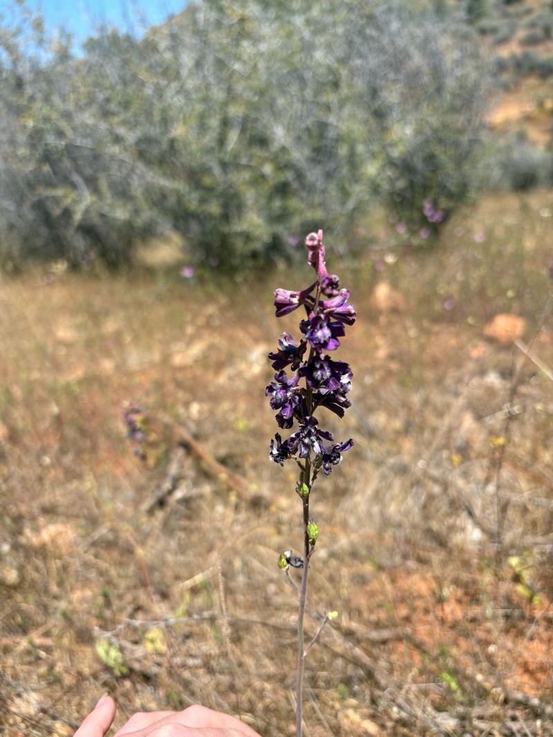 Delphinium hansenii subsp. ewanianum photo 3