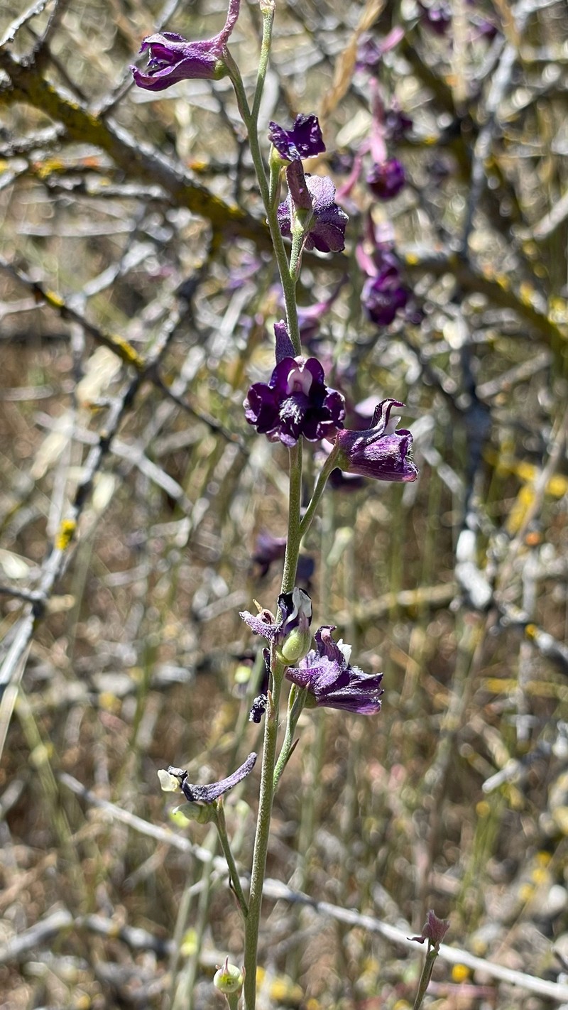 Delphinium hansenii subsp. ewanianum photo 4