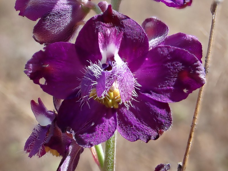 Delphinium hansenii subsp. ewanianum photo 5