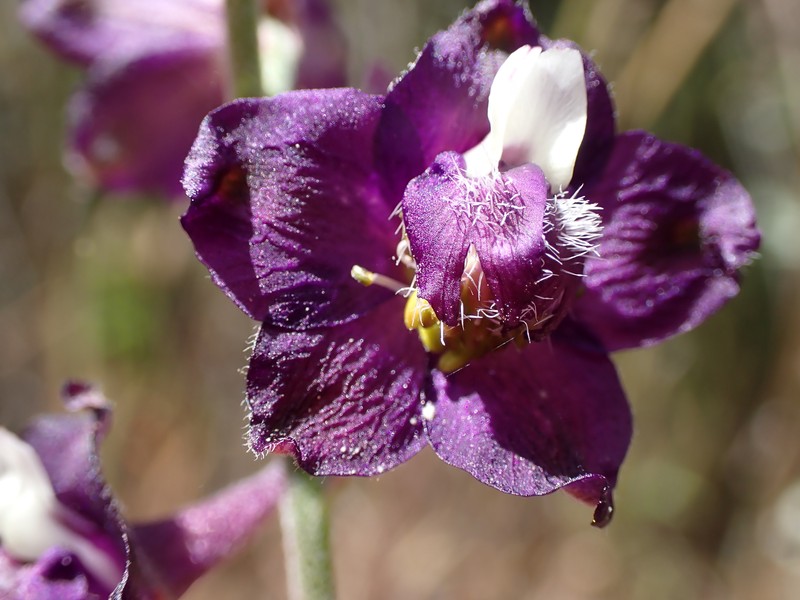 Delphinium hansenii subsp. ewanianum photo 6