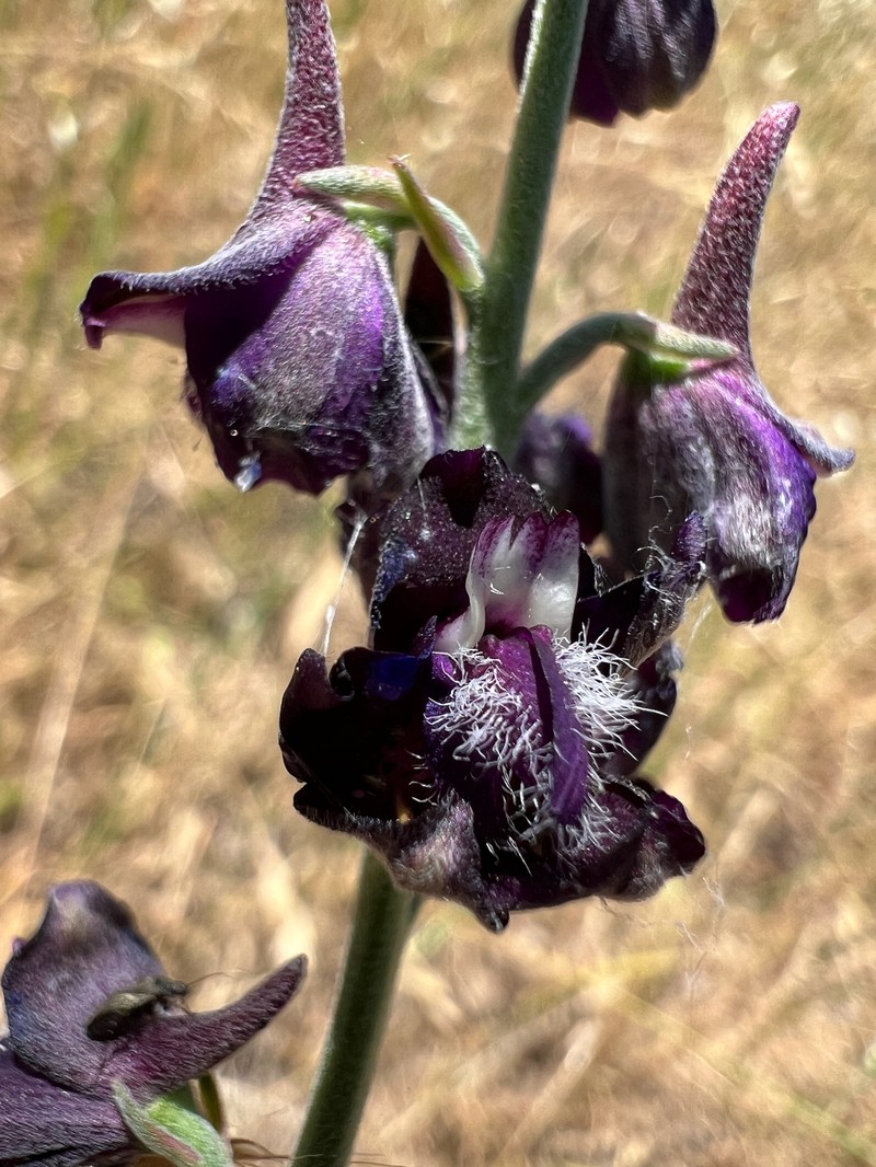 Delphinium hansenii subsp. ewanianum photo 7