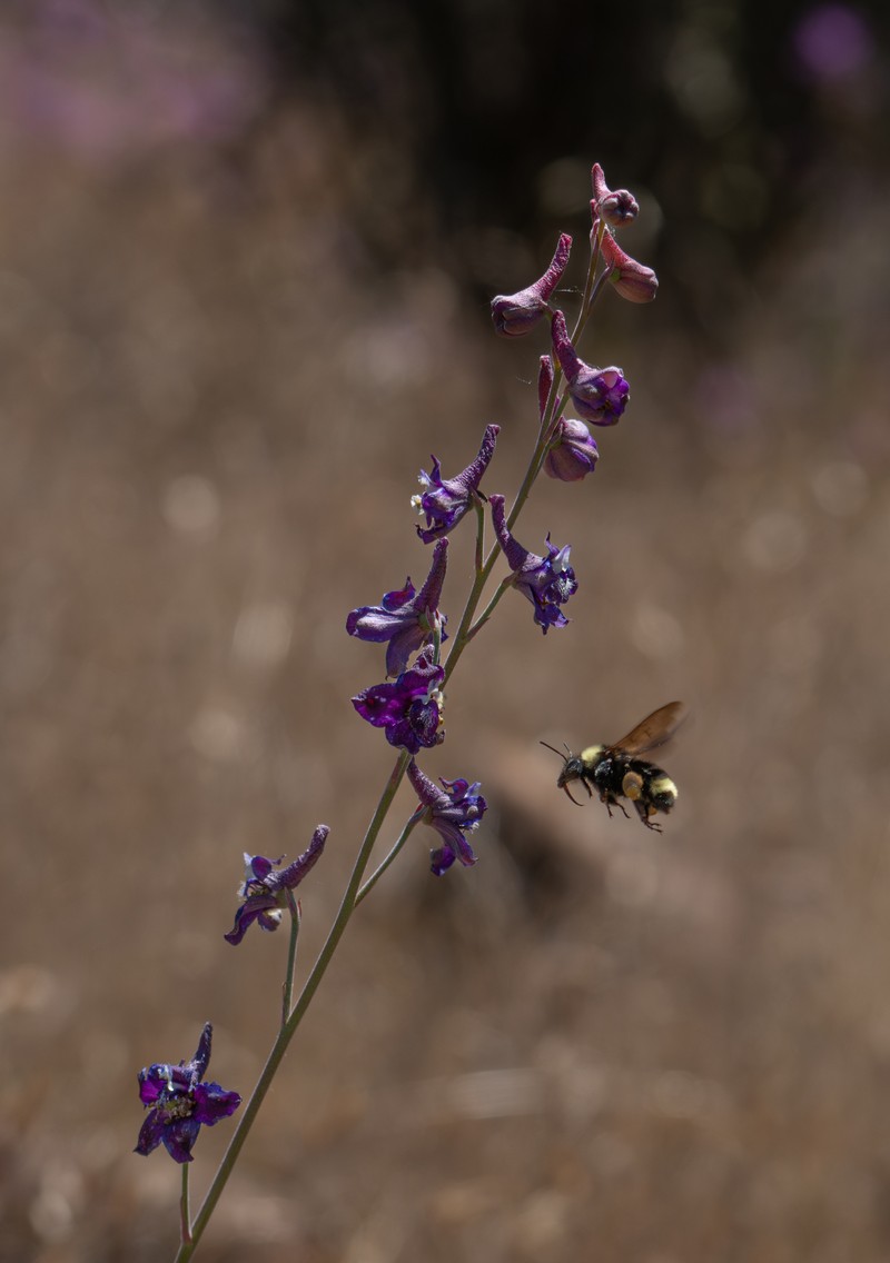 Delphinium hansenii subsp. ewanianum photo 8