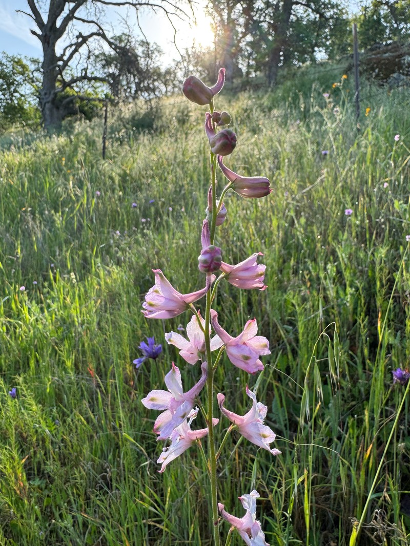 Delphinium hansenii subsp. hansenii