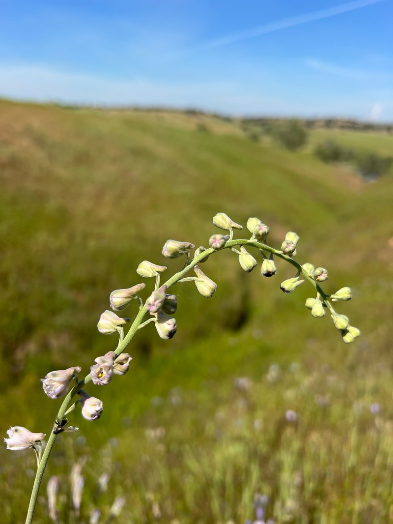 Delphinium hansenii subsp. hansenii photo 2