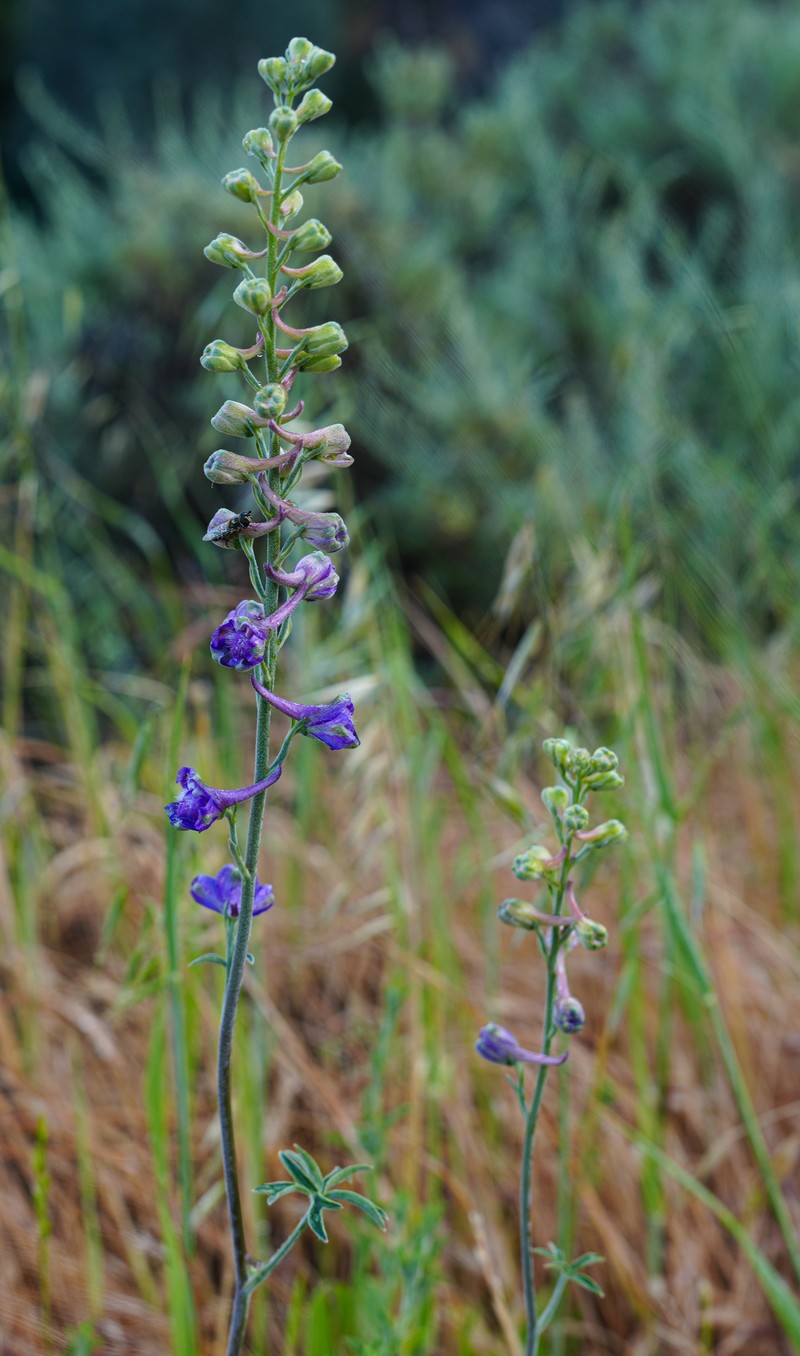 Delphinium hansenii subsp. hansenii photo 3