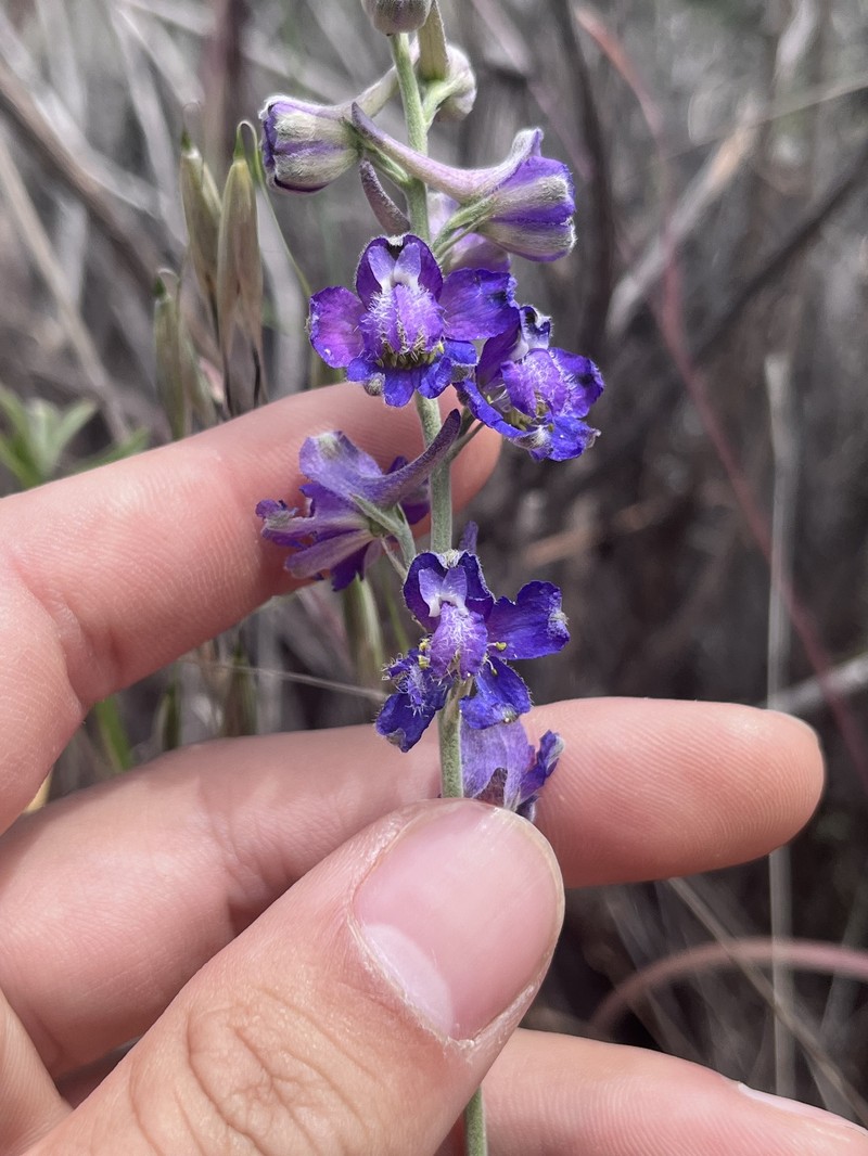 Delphinium hansenii subsp. hansenii photo 4