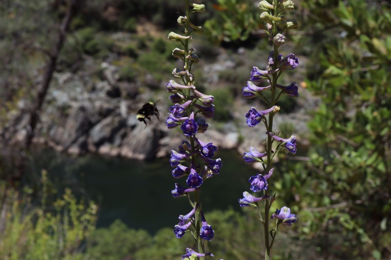 Delphinium hansenii subsp. hansenii photo 5