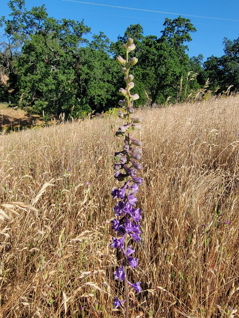 Delphinium hansenii subsp. hansenii photo 6