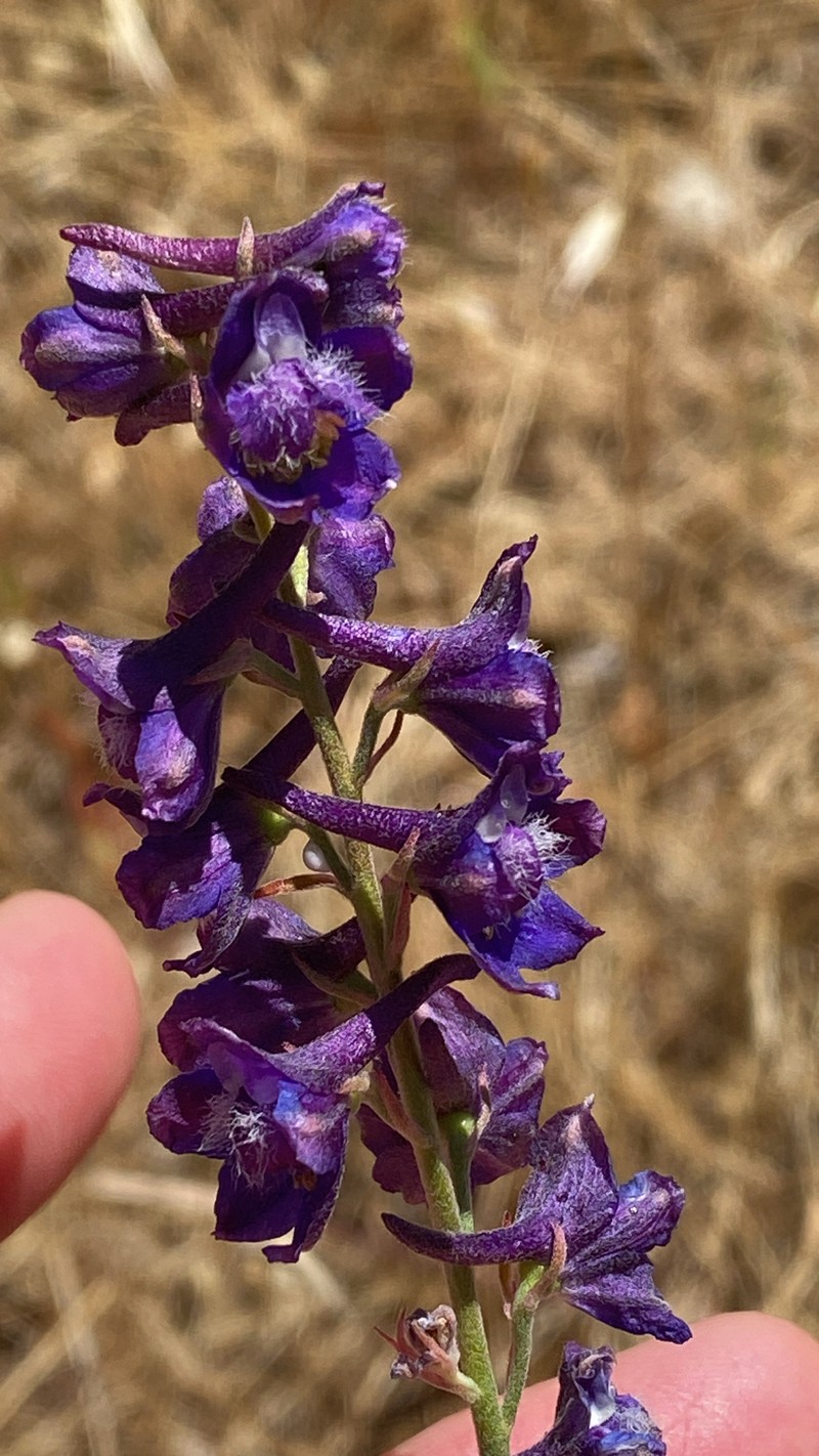 Delphinium hansenii subsp. hansenii photo 8