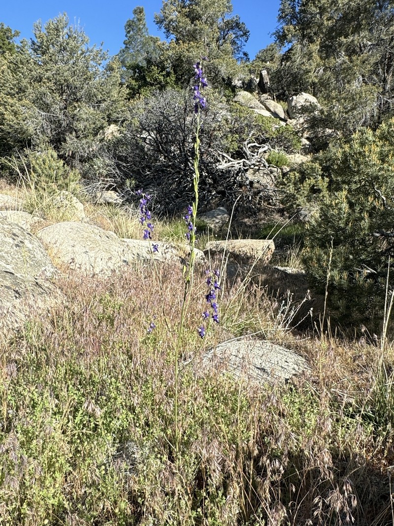 Delphinium hansenii subsp. kernense