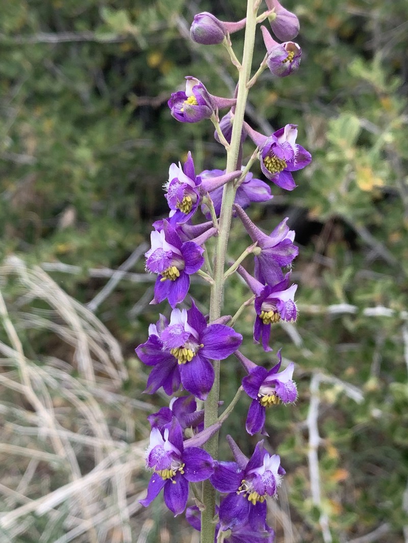 Delphinium hansenii subsp. kernense photo 2