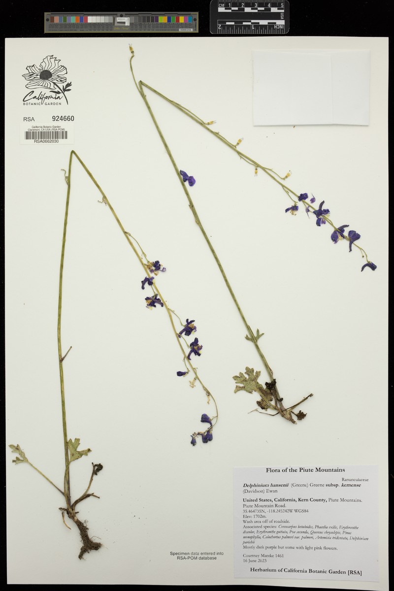 Delphinium hansenii subsp. kernense photo 3