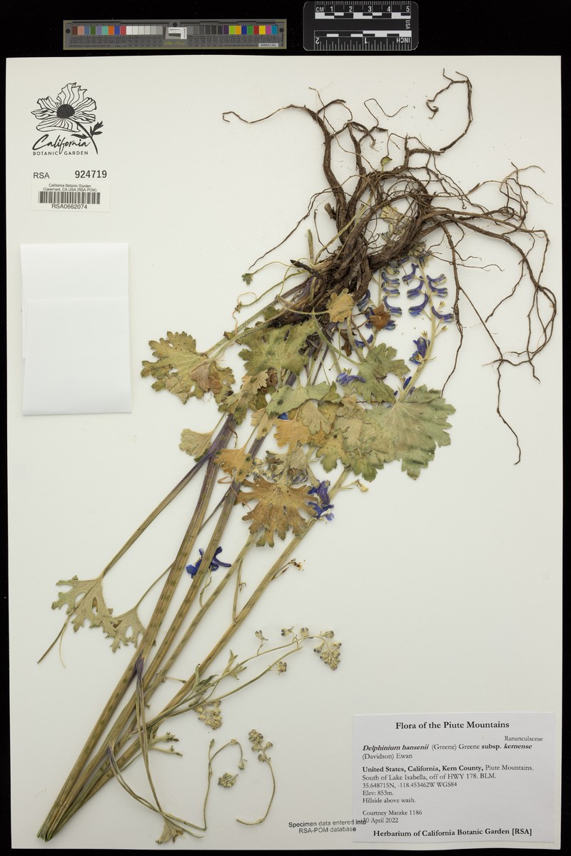 Delphinium hansenii subsp. kernense photo 4