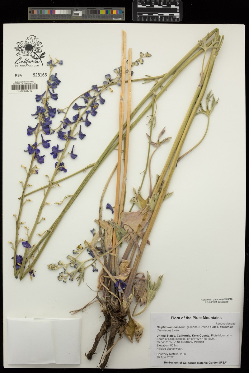 Delphinium hansenii subsp. kernense photo 5