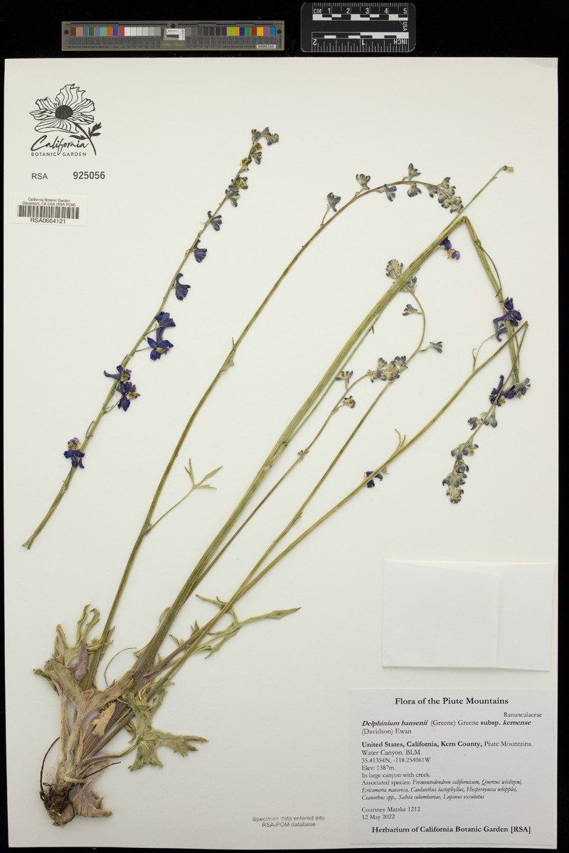 Delphinium hansenii subsp. kernense photo 6