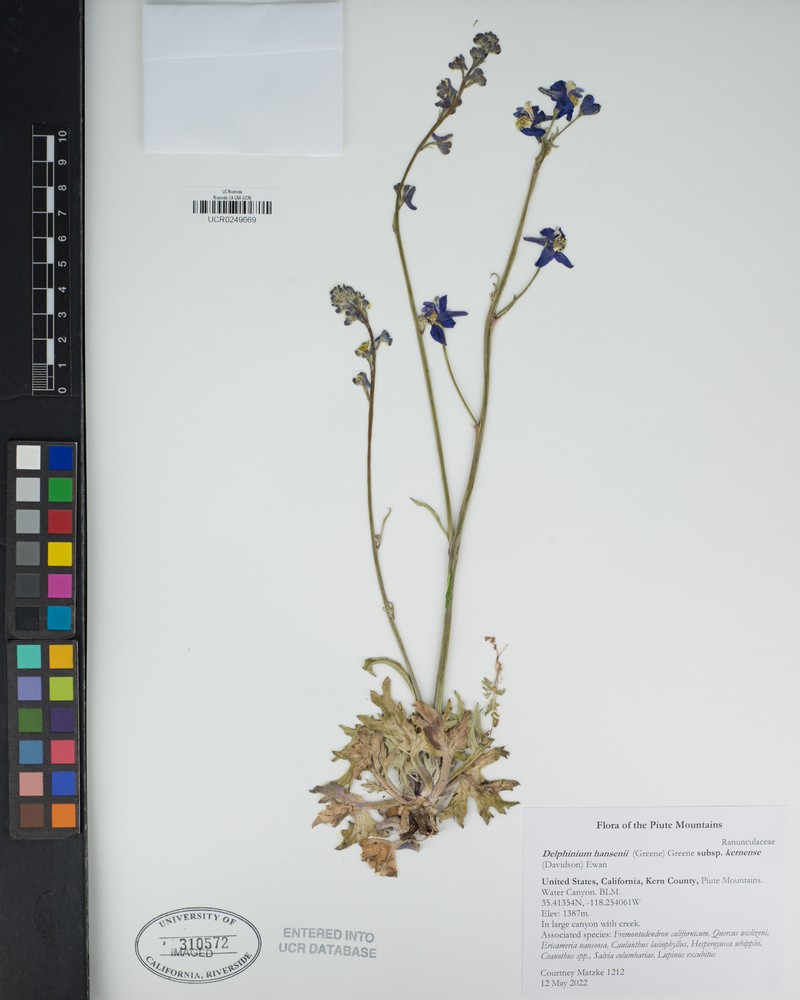 Delphinium hansenii subsp. kernense photo 7