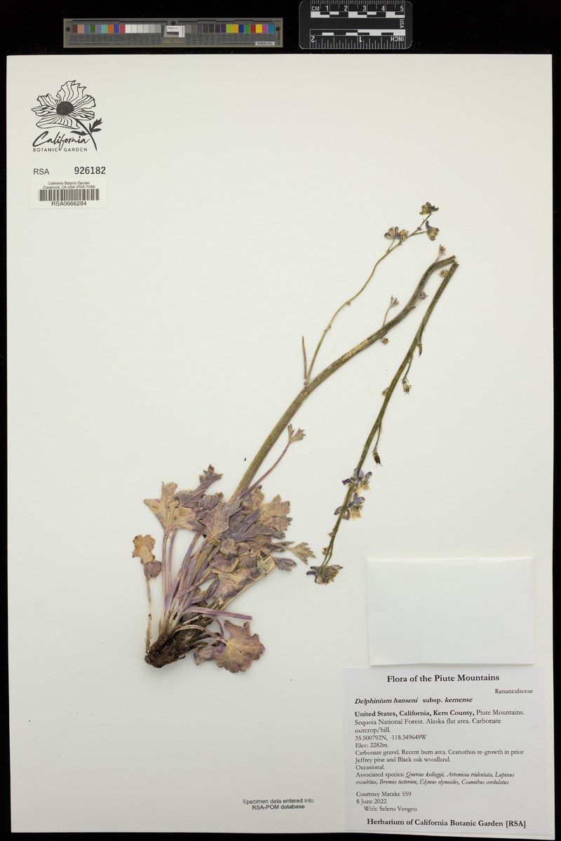 Delphinium hansenii subsp. kernense photo 8